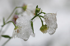 photo "After the first snow"