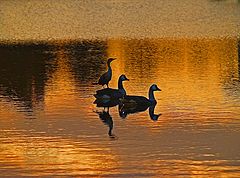 photo "The Duck Lake ballet. Part 2."
