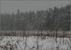 photo "Twilight  of November"