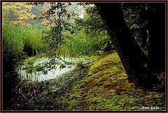 photo "frog pond"