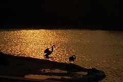 фото "Swan in the glow of sunset"