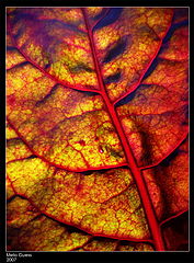 photo "***"