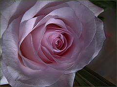 photo "Another Rose"