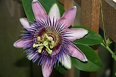 photo "Passion fruit flower"