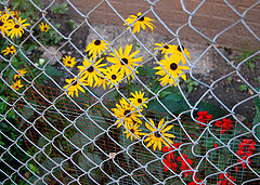фото "Confinement"