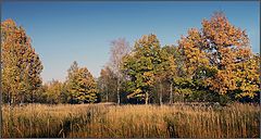 photo "Autumn oaks"