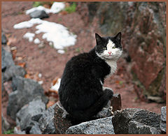 photo "northern cat"