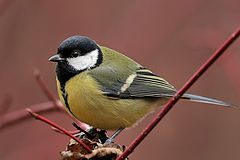 photo "Parus major (2)"