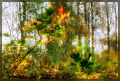 photo "Autumn Waltz"