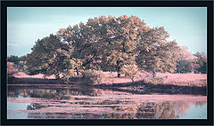 photo "At an old pond"