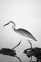 photo "White perfection"