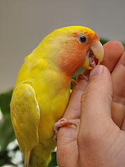 photo "Poki"