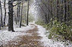 photo "Sleet snow"