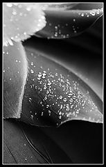 photo "Light Rain"