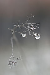 photo "In the embrace of the winter"