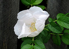 photo "White dogrose"