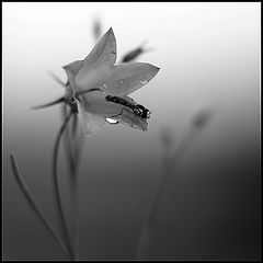 photo "***"