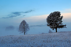 photo "First snow2"