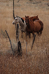 photo "Wishing They  Were Free"