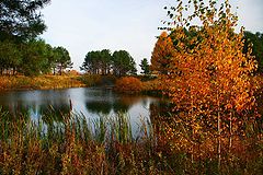 photo "***"