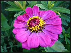 photo "dahlia"