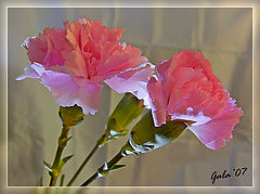 photo "Pink dreams"
