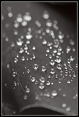photo "***"
