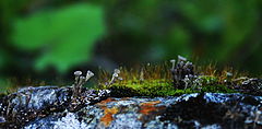 photo "***"