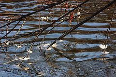 фото "мелодия ноября"