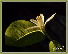 photo "Lonely flower"