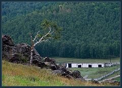 фото "Березка"