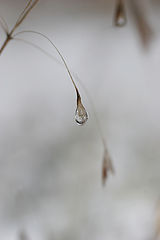 photo "Tears winter"