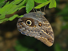 photo "The Eyes of Nature"