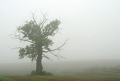 фото "... sunrise tree"