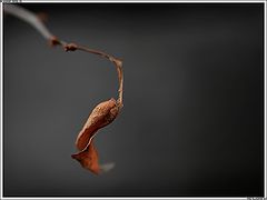 photo "Old leaf"