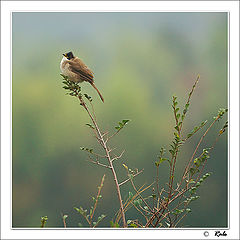 photo "wind"