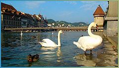 photo "On the river Reuss in Luzern."