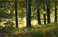 photo "Shady grove"