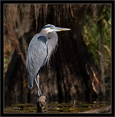 photo "Cold Heron"