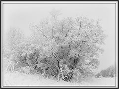 фото "зима"