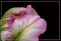 photo "***"