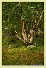 фото "Берёзки 2"