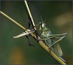 photo "Balance"