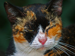 photo "Hemingway's Cat (The Hemingway series, Part 2)"