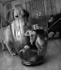 фото "Care"