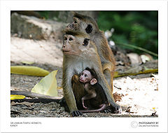 photo "Food from someone ?"