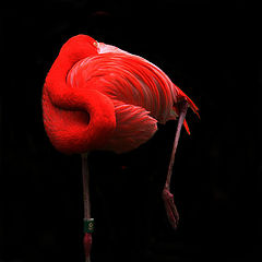 photo "10636b Pink flamingo dreams"
