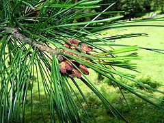 photo "Cedar"