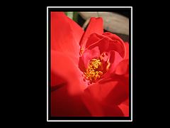 фото "Rose"
