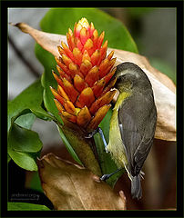 photo "Candle for a Birthday-boy"